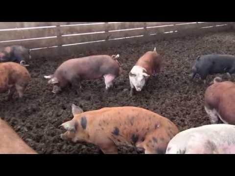 Pig Manure Paves Road to Sustainable Asphalt