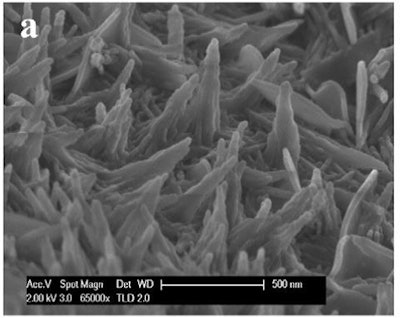 Figure 7a: SEM micrographs from Mota et al. [25] a: C-S-H showing converging growth in plain alite system b: C-S-H with diverging structure in 5% Gypsum and alite system.