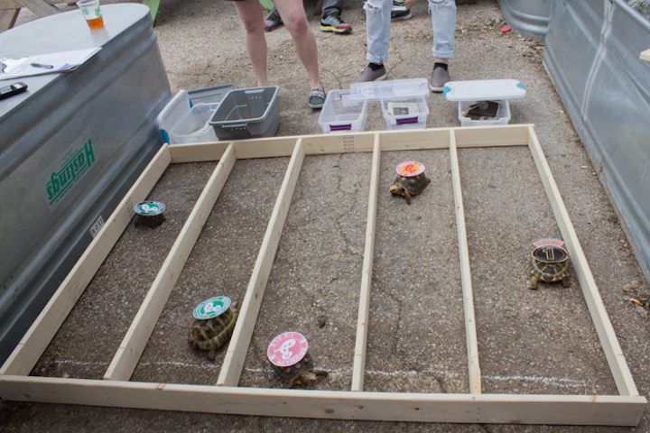 For more low-key fun, Brooklyn Brewery hosted Tiny Tails to You, a local traveling petting zoo, for a day at the Grackle. This included a petting zoo and tortoise races.