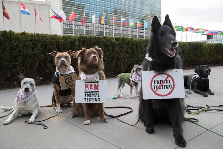 International beauty company the Body Shop and Cruelty Free International, an organization that aims to ban animal experiments, partnered to stage a dog protest in front of the United Nations in New York on January 24. The protest supported the Body Shop and Cruelty Free International’s Forever Against Animal Testing Campaign, which challenges the U.N. to end the practice of animal testing in cosmetics. The protest included eight dogs of different breeds, and was joined by pet photography Instagrammer @TheDogist and Instagram pet influencer @louboutinanyc.