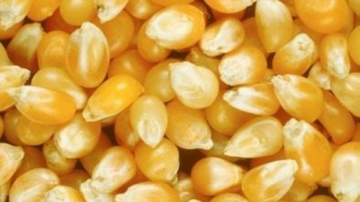 Mnet 181620 Corn 0