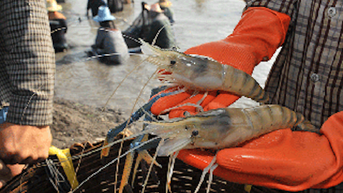 Mnet 136255 Shrimp Disease Lead