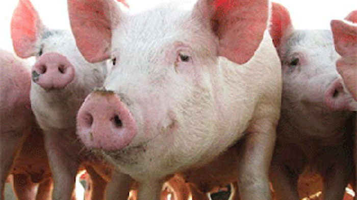 Mnet 144351 Pork Producers Lead
