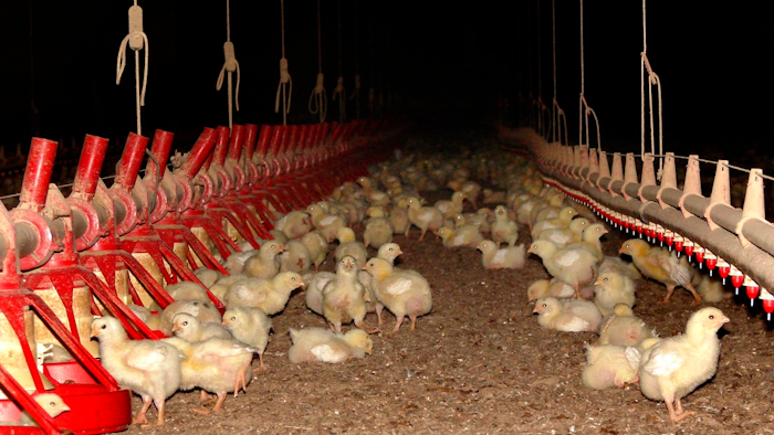 Chicken Production Tyson Ap 594a7d2c657bb