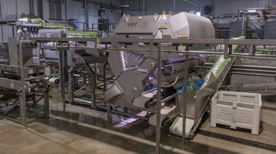Key Green Bean Sorting System