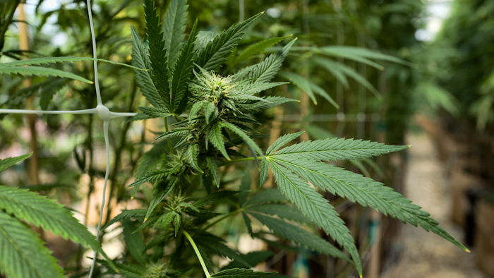 This Sept. 11, 2018, file photo shows cannabis plants growing at a greenhouse at SLOgrown Genetics in the coastal mountain range of San Luis Obispo, Calif. California auditors have found that the agency overseeing the state's vast legal marijuana market is understaffed and struggling to do the job. A Finance Department audit in early July 2019 finds that about two-thirds of the Bureau of Cannabis Control's authorized positions remain unfilled.