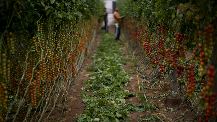 Workers remove the dry leaves before collecting the tomatoes inside a greenhouse.