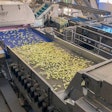 Key Apple Sorting System