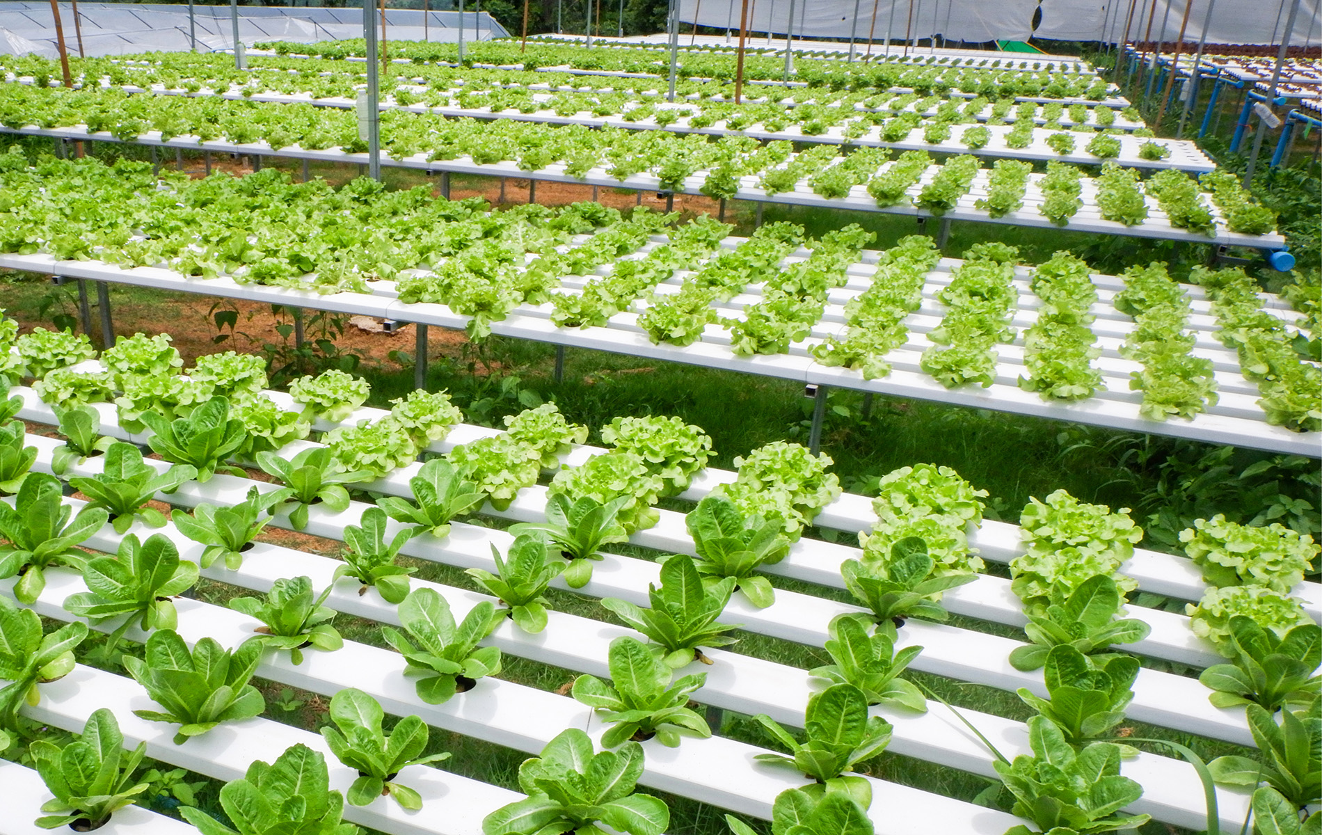 Key Hydroponic Greens Greenhouse