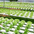 Key Hydroponic Greens Greenhouse