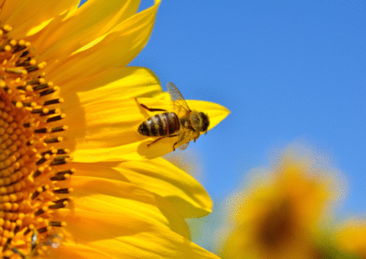 080717 Bees Are Bouncing Back