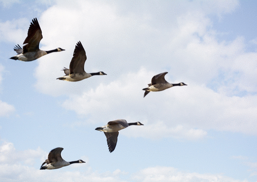 081117 Boeing Copies Flying Geese