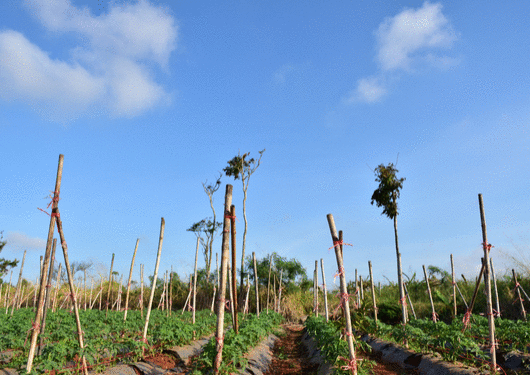 090517 Why Florida Farmers Want