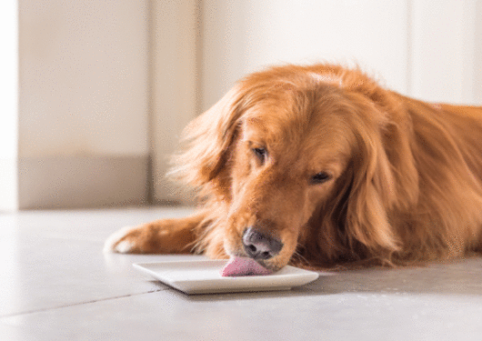 092517 This Dog Food Startup