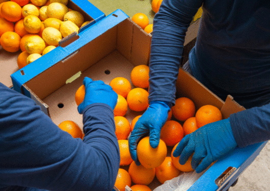 101917 Florida Orange Crop Plunges