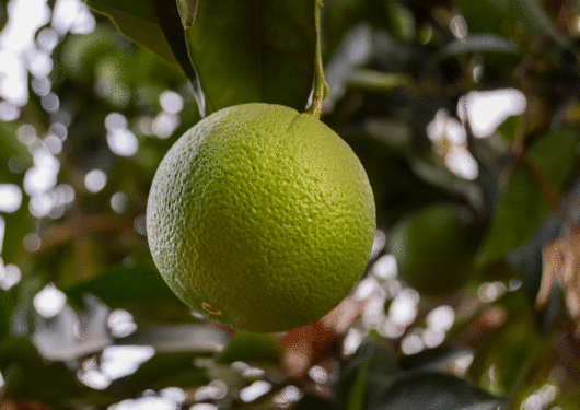 102417 Tesco Stocks Green Satsumas