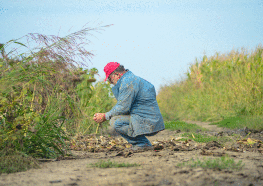 060917 To Keep Crops From