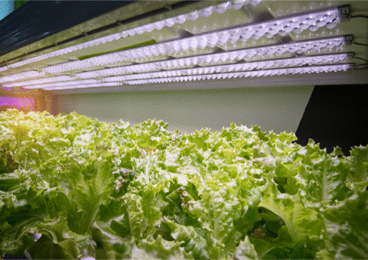 071917 This Shipping Container Farm