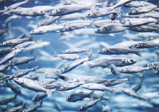 072017 Fish Producers Researchers Track