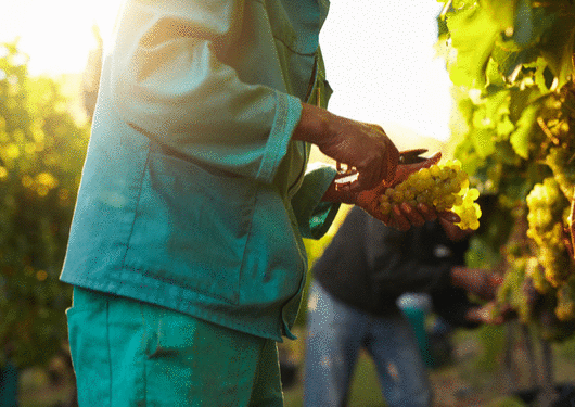 111317 Australian Slavery Inquiry Told