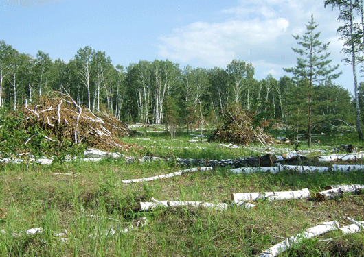 Environmental 7