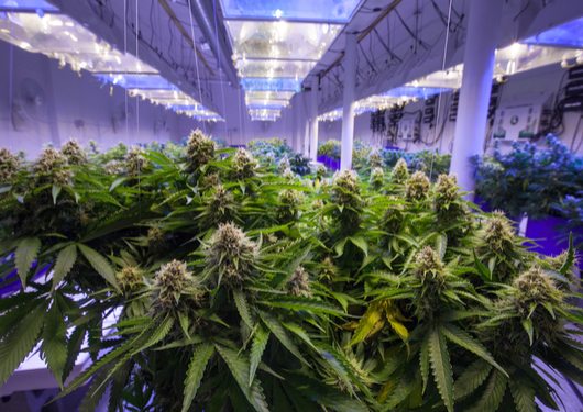 1214 Pot Sellers Expandto