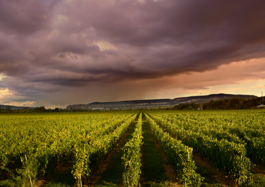 0323 Wine Pricesto Rise
