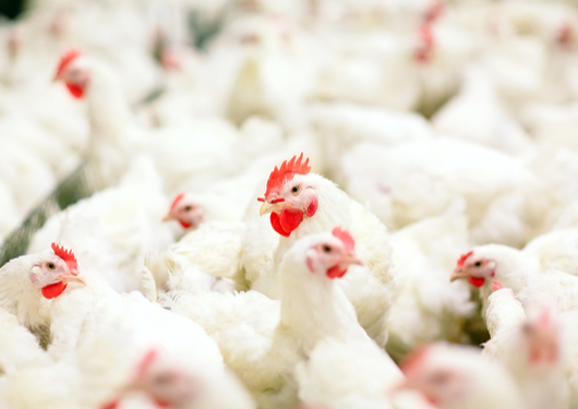 0412 Yes These Chickens Are