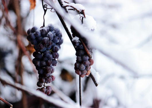 0425 World Wine Output Falls