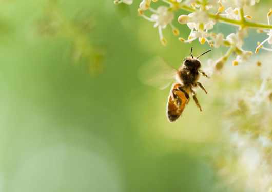0503 Declineof Bees Is