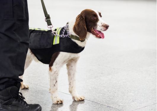 0511 Tsa Ruling May Allow