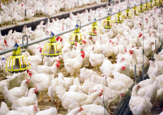 0710 Chinas Chickens Needto