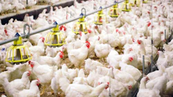 0710 Chinas Chickens Needto