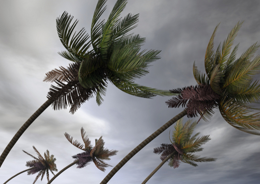 0824 Hawaiis Ports Bracefor