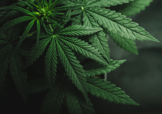 0829 Cannabis Supply Chains Are