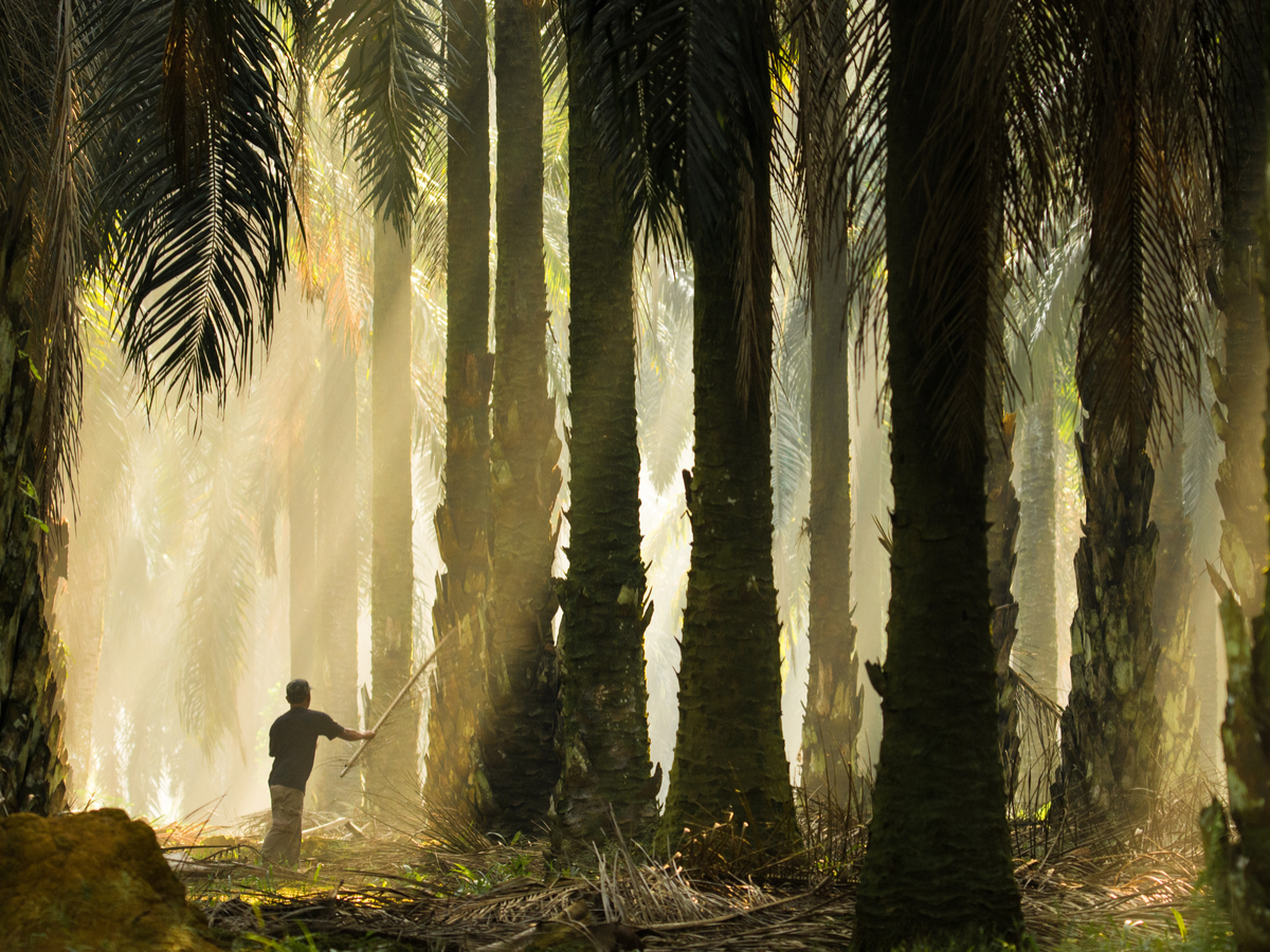 0115 Sustainable Palm Oil Isnt