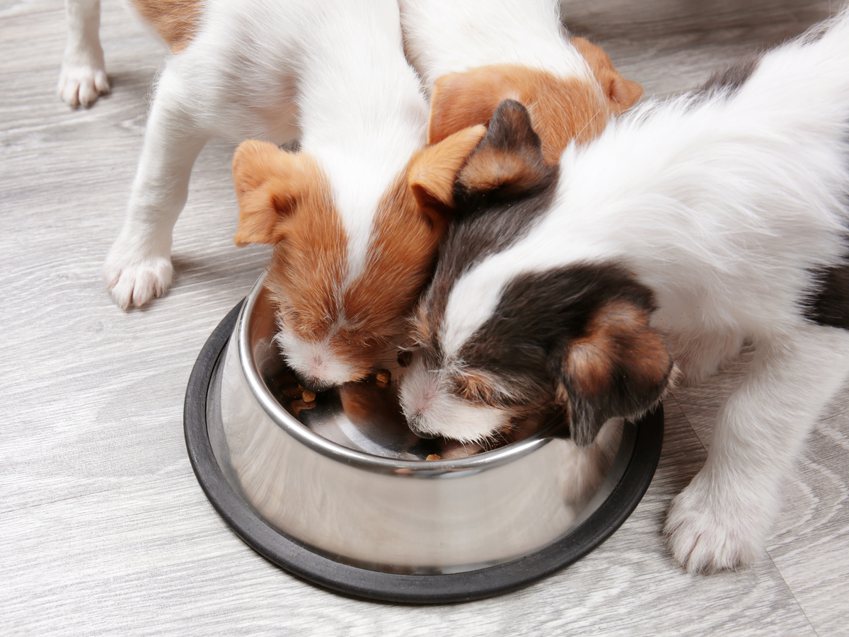 0130 Purina Wantsto Feed