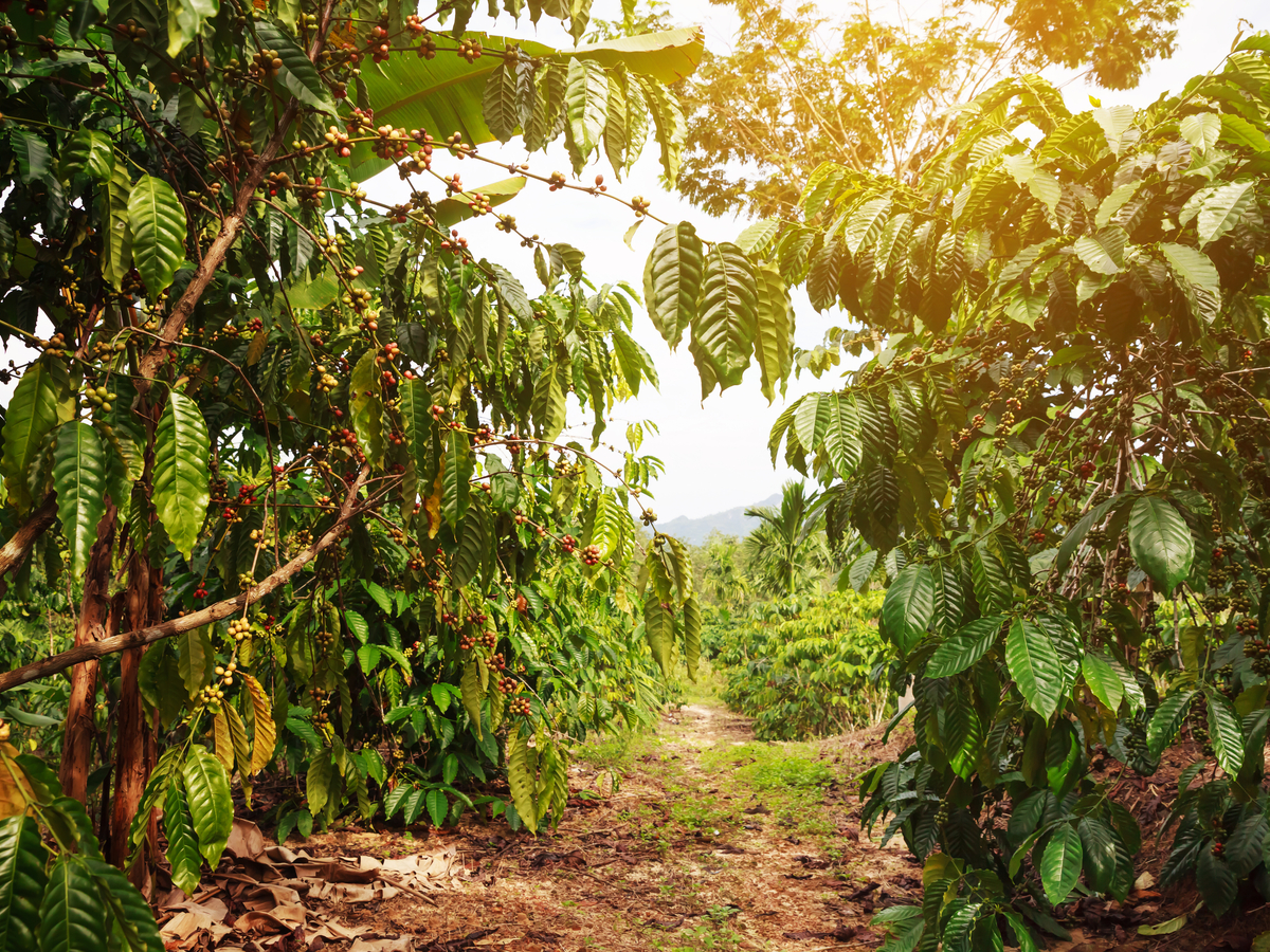 0201 In Brazil Heatwave Coffee