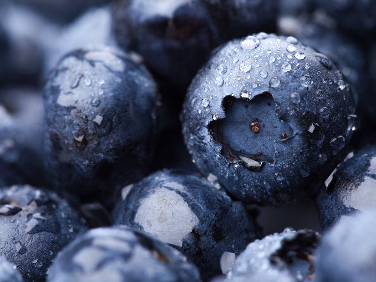0205 Chilean Blueberry Invasion Reaches