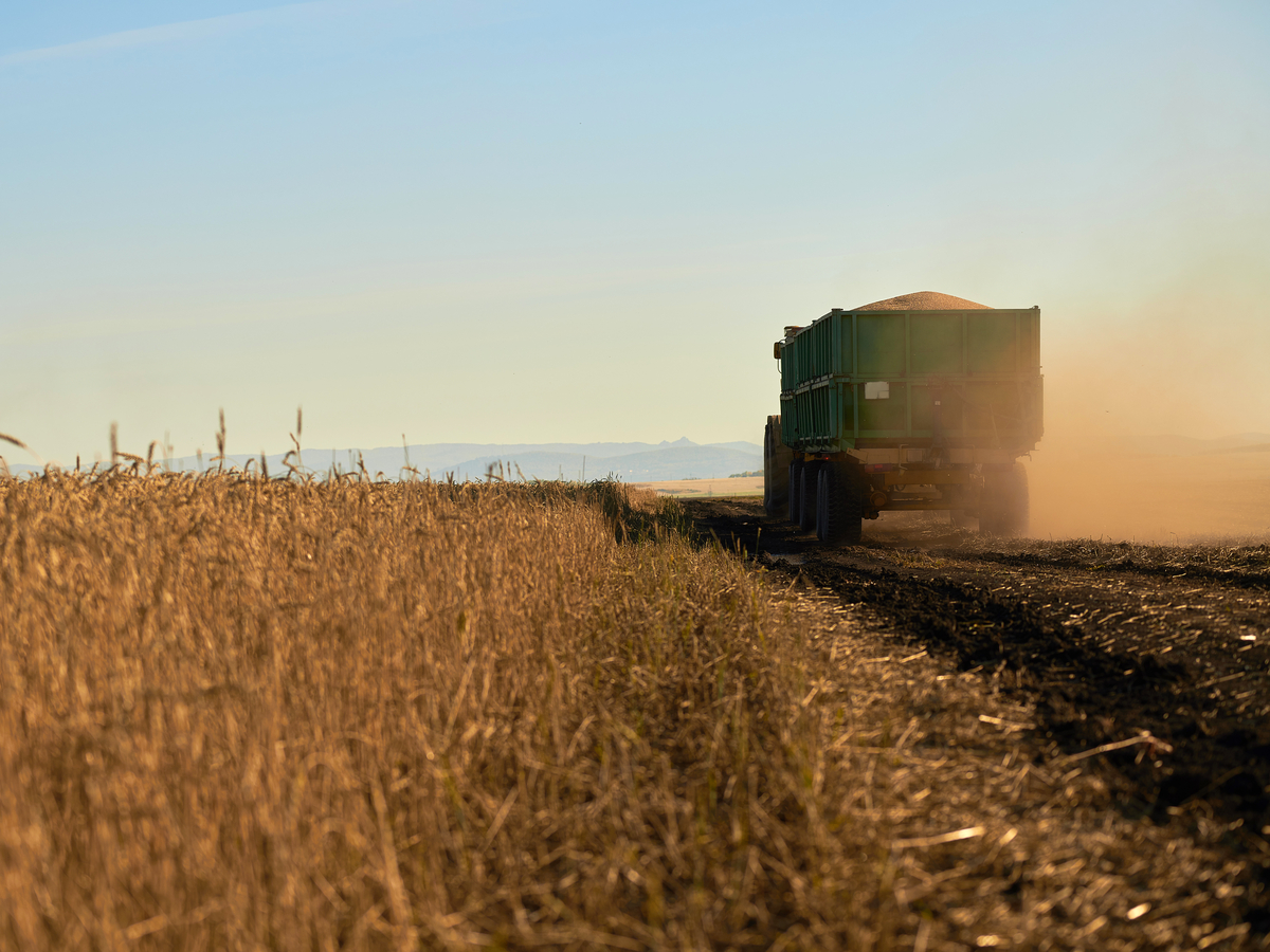 A grain truck drives near a field of wheat. Photo: Shutterstock.
