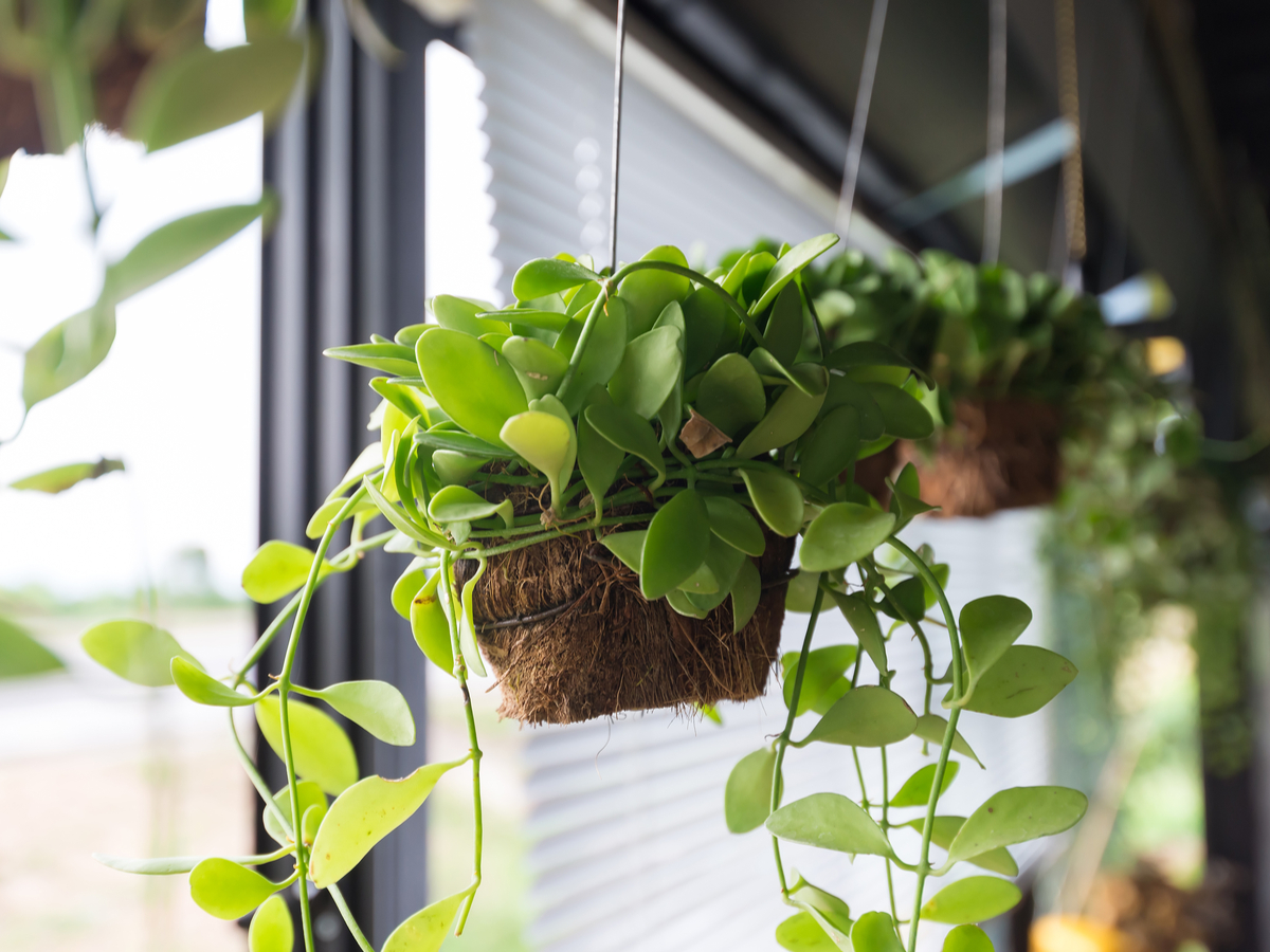 House plants hang in a window. Photo: Shutterstock.