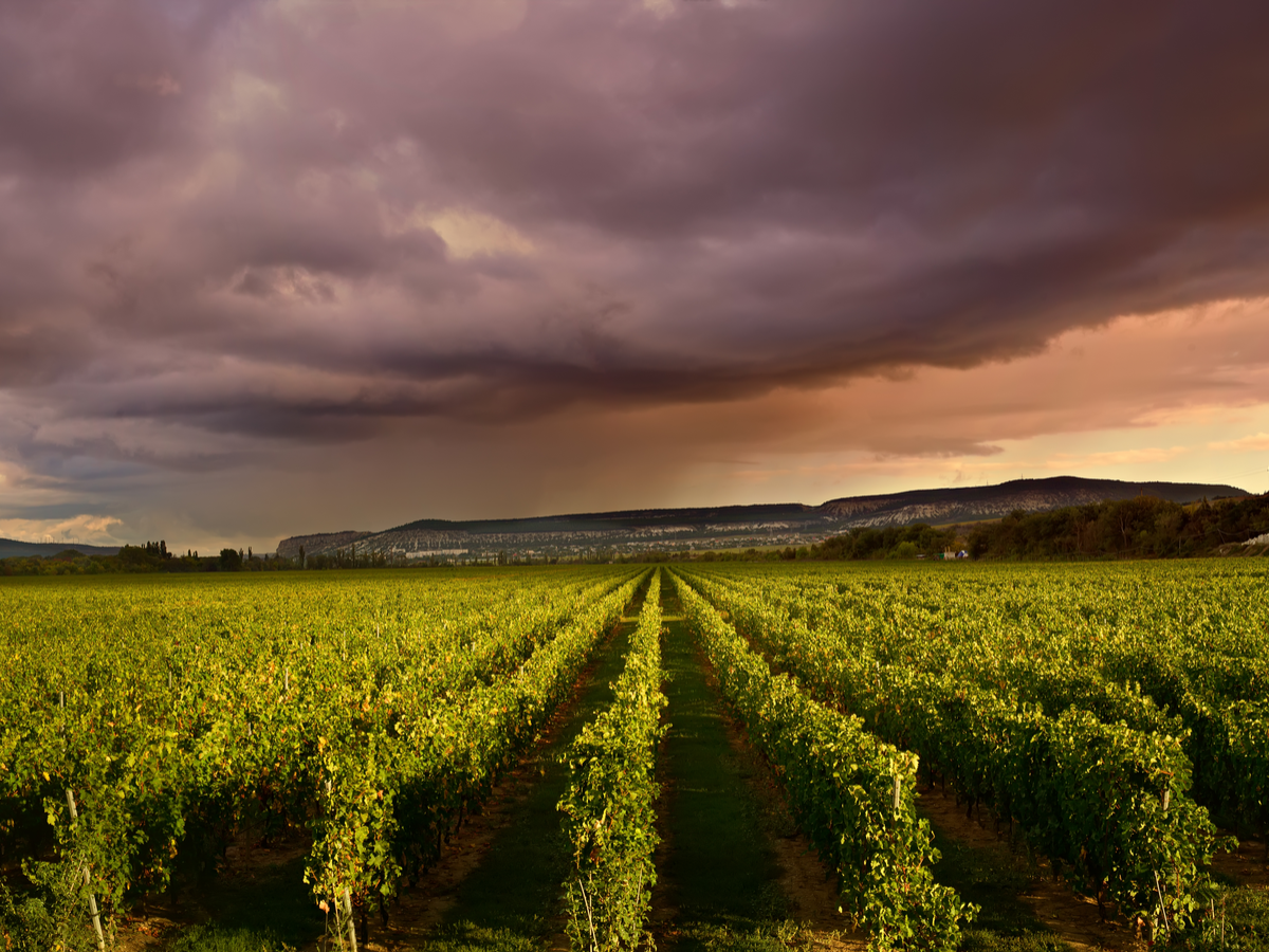 0520 A Wineand Spirits