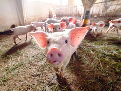 0621 China Stocks Up Pork