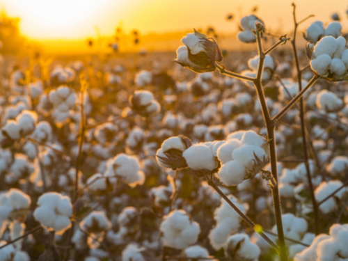 0827 Us Cotton Crop Conditions