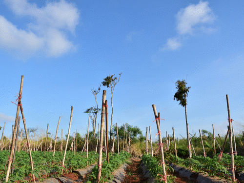1105 Climate Catastrophe Big Agriculture