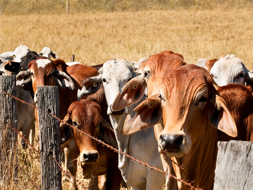 1206 Beef Industry Battles