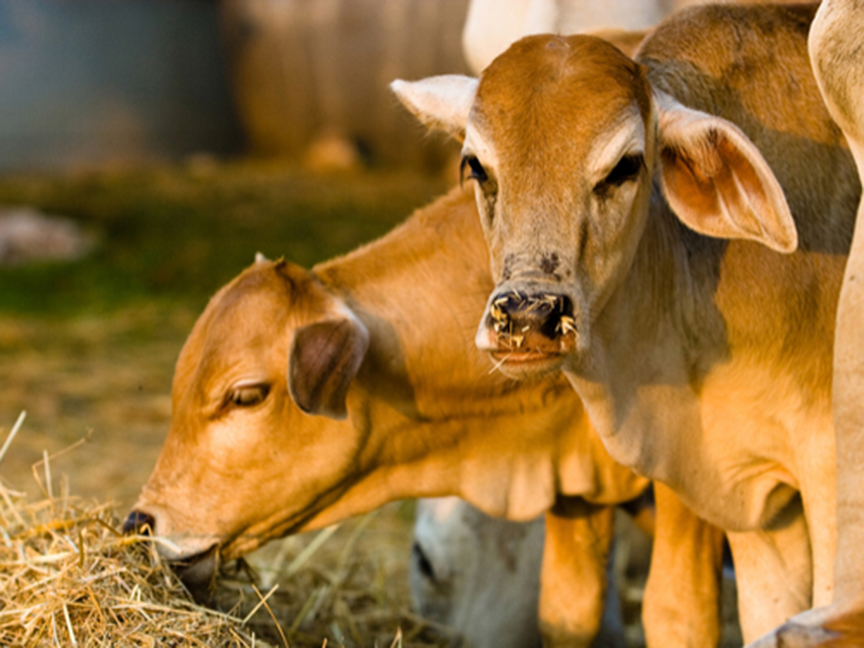 0102 Climate Investors Target Meat