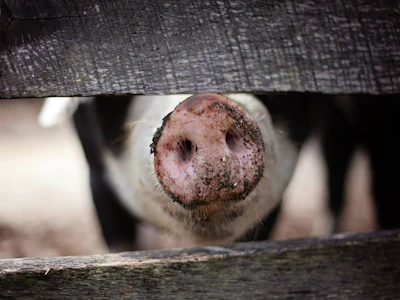 0123 Chinas Food Impacts Pandemics