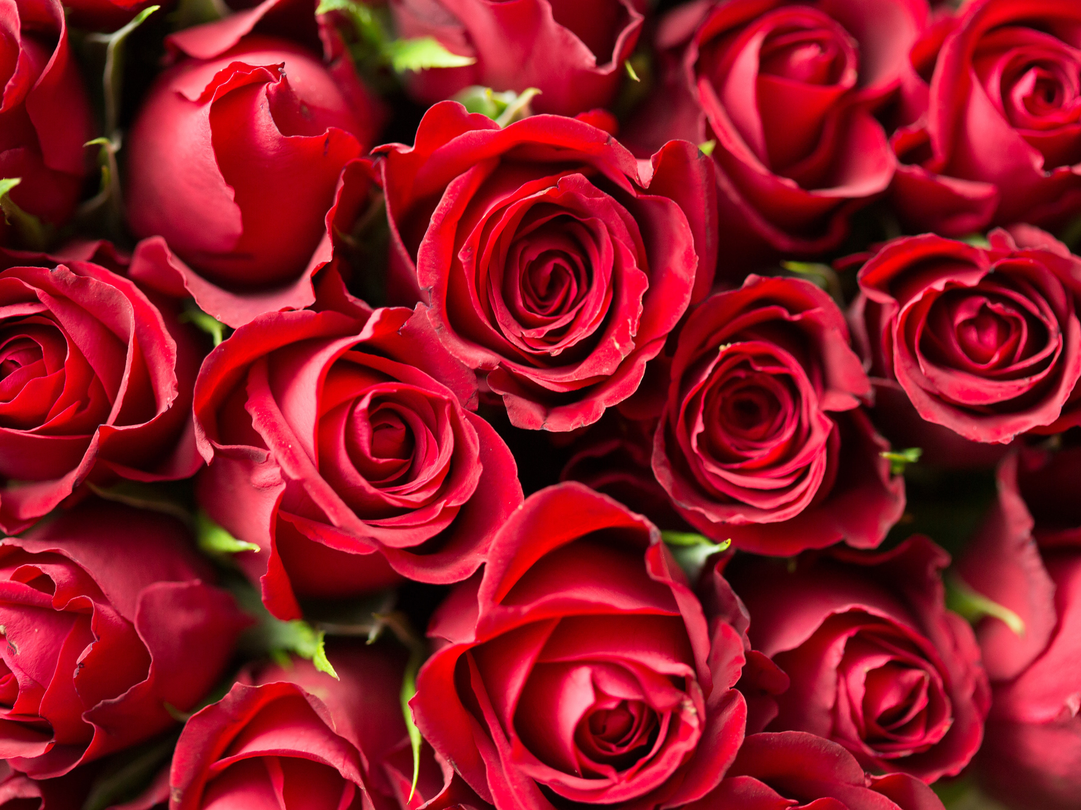 0205 Valentines Day Flowers