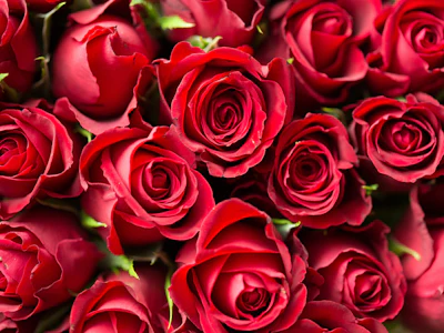 0205 Valentines Day Flowers